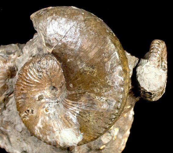 Hoploscaphites Ammonite Cluster - South Dakota #12096